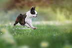 running Boston Terrier