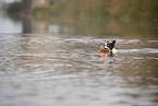 Boston Terrier in the water