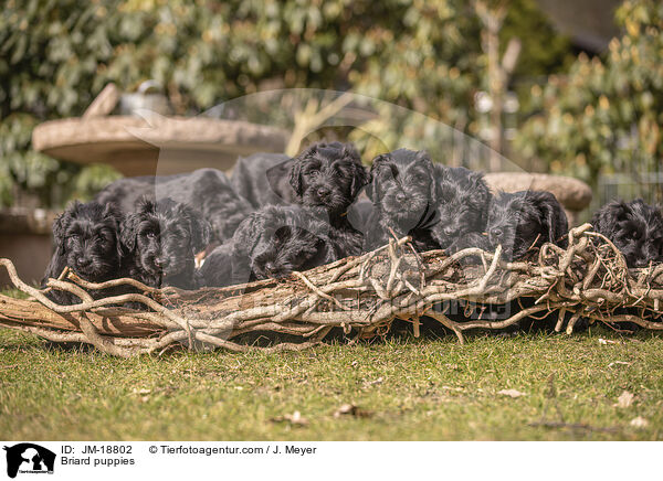 Briard Welpen / Briard puppies / JM-18802