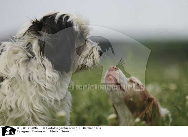 Epagneul Breton and Tibetan Terrier / KB-02894