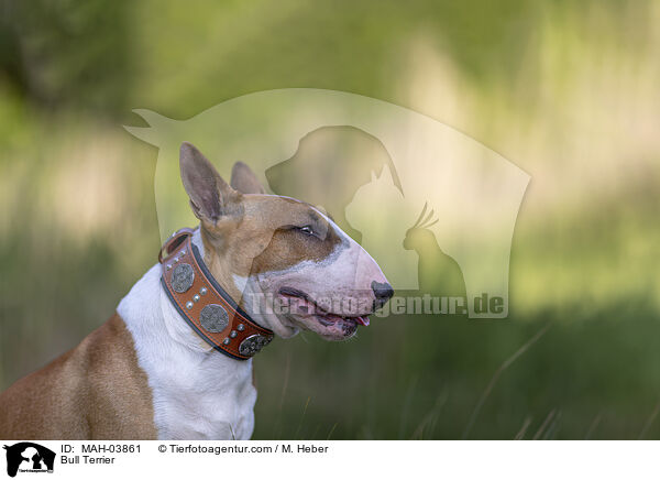 Bull Terrier / MAH-03861