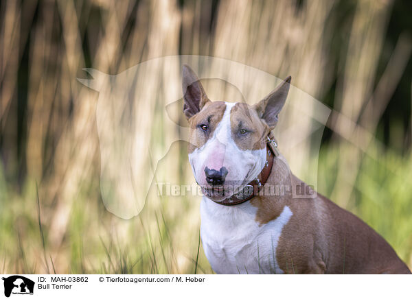 Bull Terrier / MAH-03862