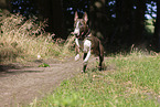Bull Terrier in summer