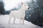 Bull Terrier in snow
