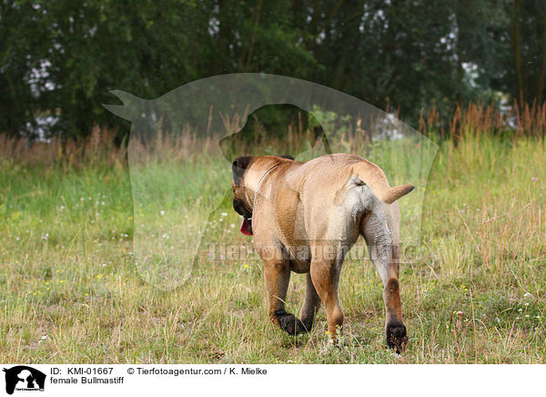 Bullmastiff Hndin / female Bullmastiff / KMI-01667