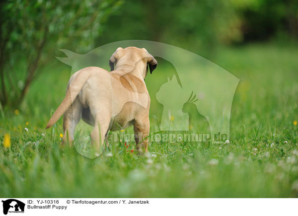 Bullmastiff Welpe / Bullmastiff Puppy / YJ-10316