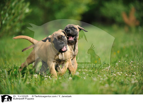 Bullmastiff Welpen / Bullmastiff Puppies / YJ-10325