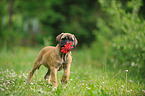 Bullmastiff Puppy