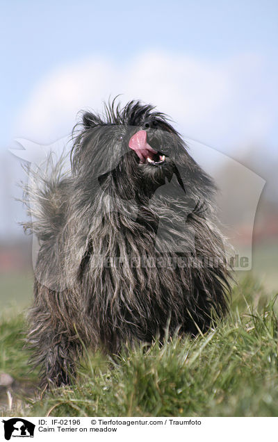 Cairn Terrier on meadow / IF-02196