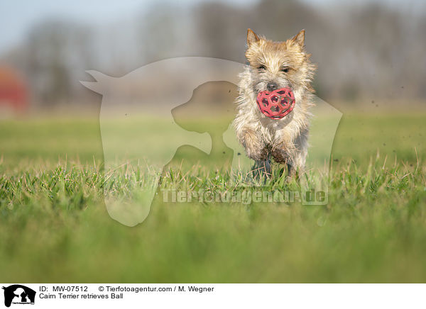 Cairn Terrier retrieves Ball / MW-07512