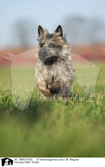 running Cairn Terrier / MW-07524