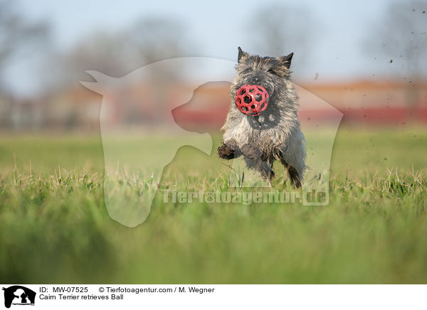 Cairn Terrier retrieves Ball / MW-07525