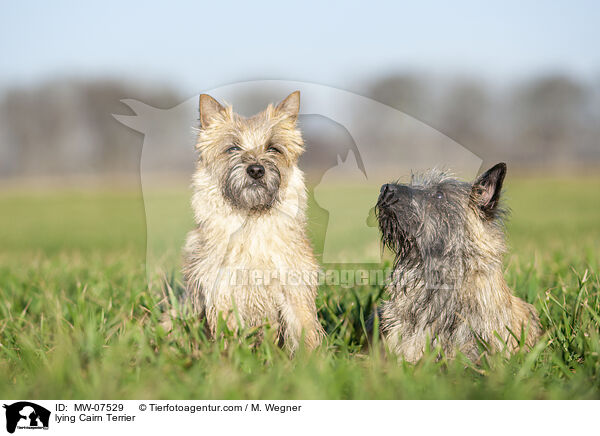 lying Cairn Terrier / MW-07529