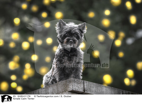 female Cairn Terrier / SGR-01178