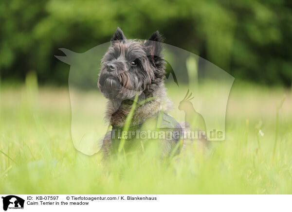 Cairn Terrier in the meadow / KB-07597