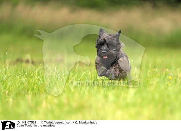 Cairn Terrier in the meadow / KB-07598