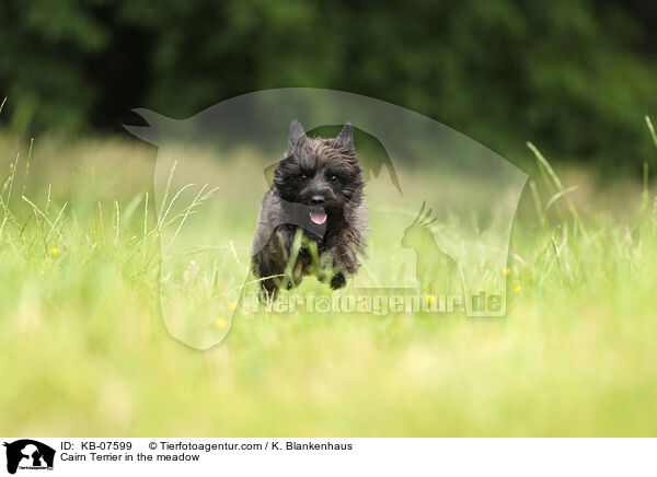 Cairn Terrier in the meadow / KB-07599
