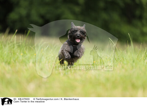 Cairn Terrier in the meadow / KB-07600