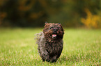 running Cairn Terrier