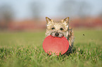 Cairn Terrier retrieves Frisbee