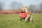 Cairn Terrier retrieves Frisbee