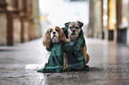 Cavalier King Charles Spaniel with Border Terrier