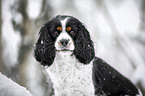Cavalier King Charles Spaniel in the winter