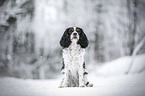 Cavalier King Charles Spaniel in the winter
