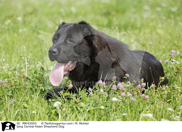 lying Central Asian Shepherd Dog / RR-63003