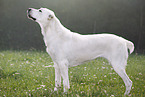 standing Central Asian Shepherd Dog
