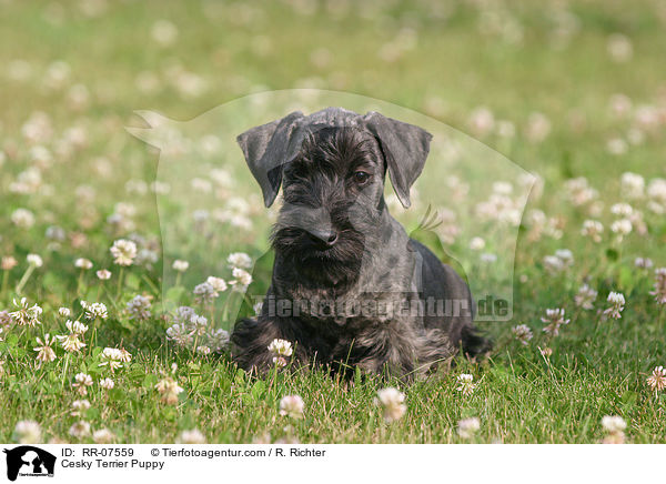 Cesky Terrier Puppy / RR-07559