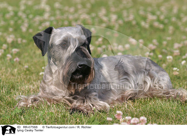 lying Cesky Terrier / RR-07566