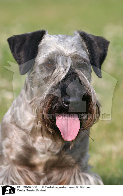 Cesky Terrier Portrait / RR-07568