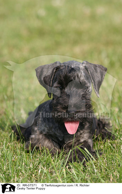 Cesky Terrier Puppy / RR-07571