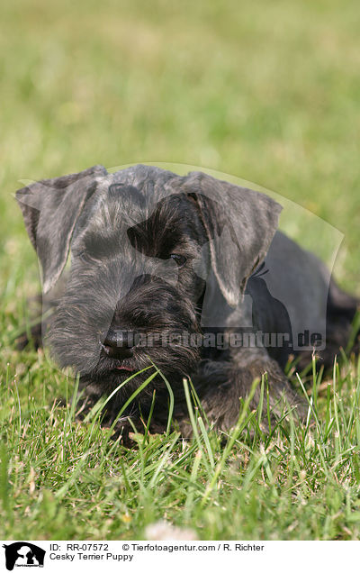 Cesky Terrier Puppy / RR-07572
