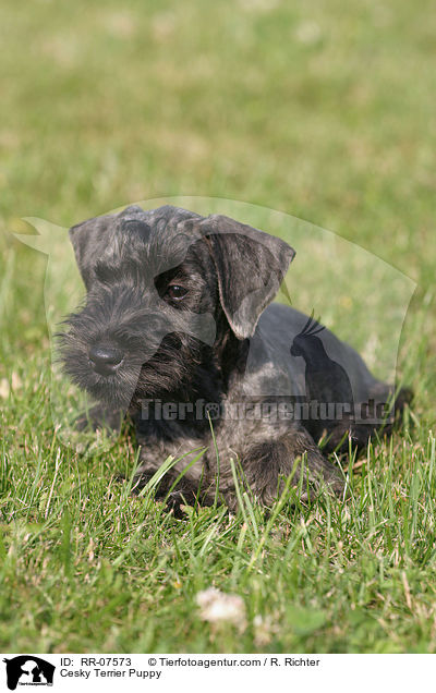 Cesky Terrier Puppy / RR-07573