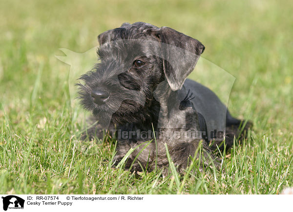 Cesky Terrier Puppy / RR-07574
