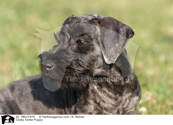 Cesky Terrier Puppy / RR-07575