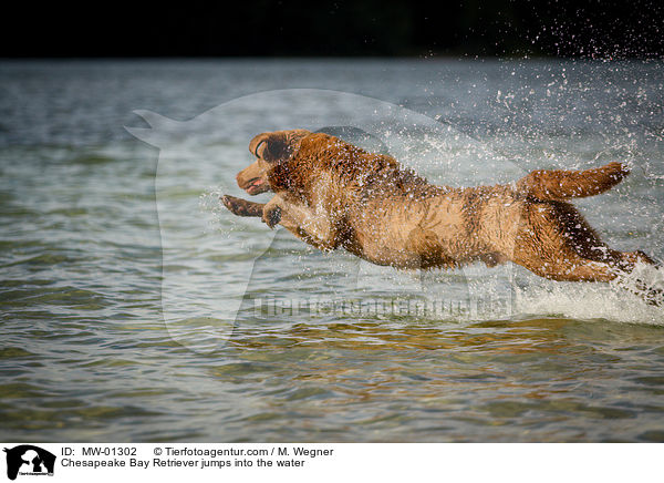 Chesapeake Bay Retriever jumps into the water / MW-01302