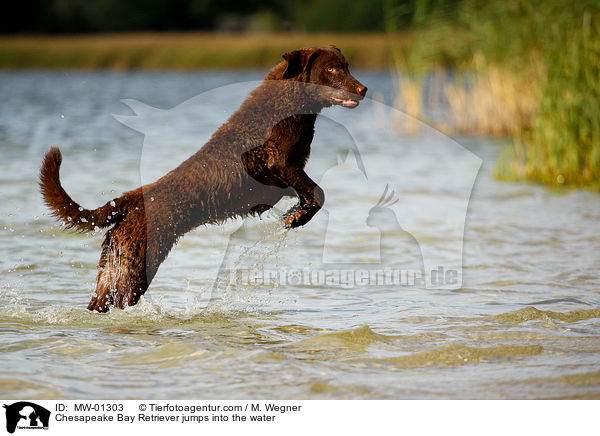 Chesapeake Bay Retriever jumps into the water / MW-01303