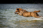 Chesapeake Bay Retriever jumps into the water