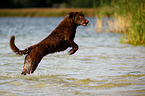 Chesapeake Bay Retriever jumps into the water