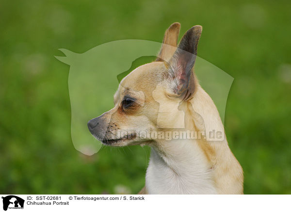 Chihuahua Portrait / SST-02681