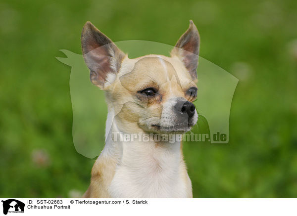 Chihuahua Portrait / SST-02683