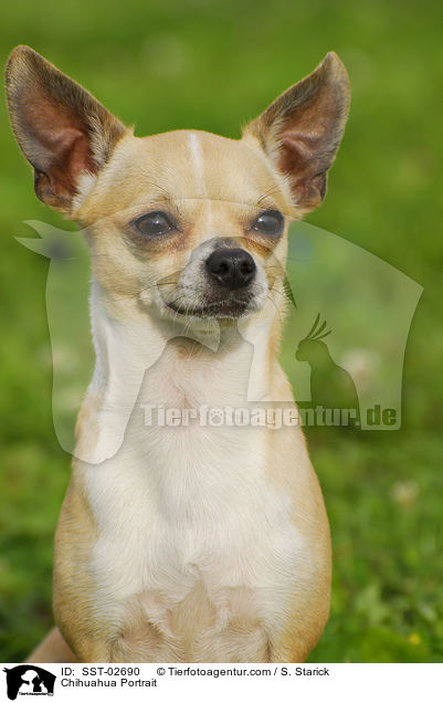 Chihuahua Portrait / SST-02690