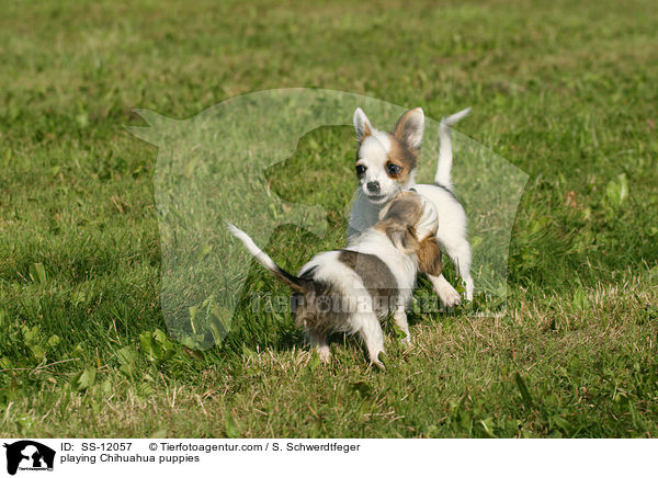 playing Chihuahua puppies / SS-12057