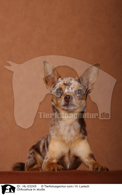 Chihuahua in studio / HL-03245
