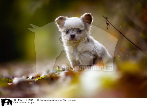 Chihuahua puppy / MASC-01164