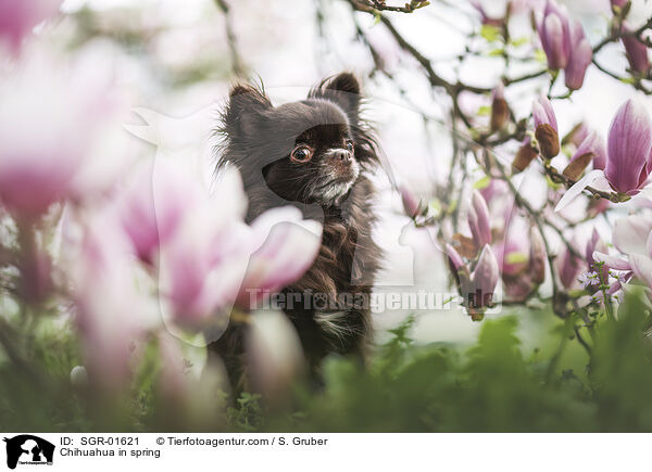 Chihuahua in spring / SGR-01621