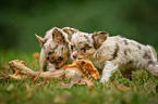 longhaired Chihuahua puppies